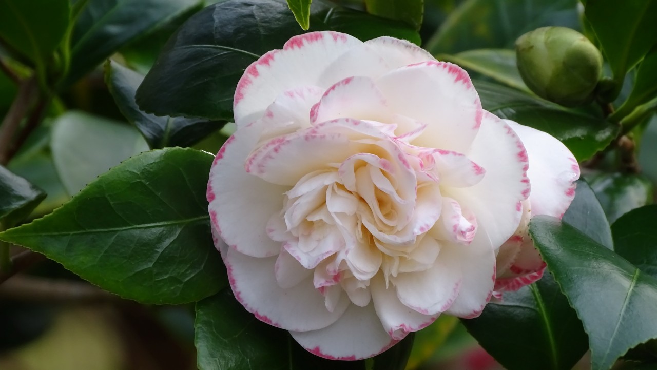 Image of C. japonica 'Margaret Davis'